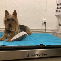 Axel på SMARTVIBER turkos
