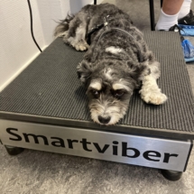Hund på Smartviber