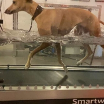 Whippet i PRO